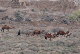 Herding the Dromedary Camels