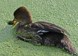 20080908 118 Juv Hooded Merganser.jpg