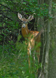 20080817 D200 012 Deer.jpg