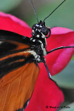 20081009 188 Butterfly, Zuleika (Heliconius Hecale) SERIES.jpg