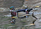 20081027 179 Wood Duck male.jpg
