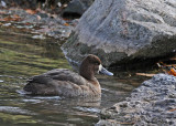 20081111 176 Lesser Scaup (female) SERIES.jpg