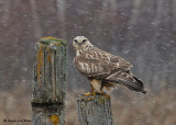 20081117 089 Rough-legged Hawk.jpg