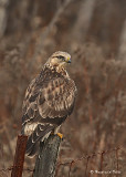 20081118 011 Rough-legged Hawk.jpg
