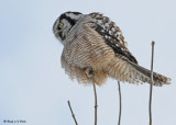 20081216 481 Northern Hawk Owl SERIES.jpg