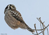 20081216 290 Northern Hawk Owl - SERIES.jpg