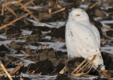 20090106 164 Snowy Owl.jpg