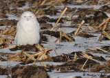 20090106 068 Snowy Owl.jpg