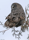 20090126 494 Great Gray Owl - SERIES.jpg