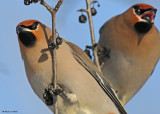 20090120 115 Bohemian Waxwings - SERIES.jpg