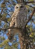 20090203 250 Barred Owl.jpg