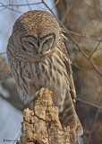 20090318 392 Barred Owl.jpg