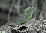 20090212 CR # 1 1148 Emerald Basilisk.jpg