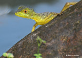 20090212 CR # 1 1469 Lizard.jpg