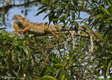 20090212 CR # 1 1090 Iguana.jpg