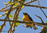 20090212 CR # 3 642 Yellow-throated Euphonia (M).jpg