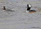 20090331 166  Male Hooded Merganser & Female Common Goldeneye - SERIES.jpg