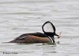 20090420 431 Hooded Merganser (M) - SERIES.jpg