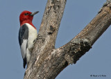 20090504 367 Red-headed Woodpecker.jpg