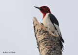 20090505 172 Red-headed Woodpecker.jpg