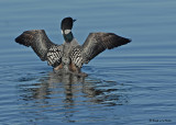 20090616 071 Common Loons.jpg