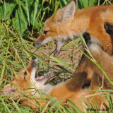 20090626 196 Red Fox Pups.jpg