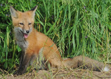 20090626 401 Red Fox Pup - SERIES.jpg