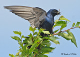 20090725 130 Purple Martin - SERIES.jpg