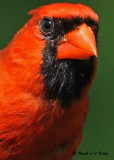 20090801 090 Northern Cardinal (M) - SERIES.jpg