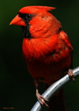 20090801 095 Northern Cardinal (M).jpg