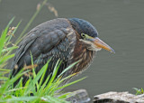 20090708 161 Green Heron (Juv).jpg