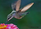20090825 118 Ruby-throated Hummingbird.jpg