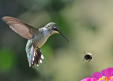 20090831 134 Ruby-throated Hummingbird.jpg