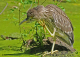 20090824 117 093 Black-crowned Night-Heron juv.jpg