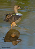 20090828 050 Blue-winged Teal.jpg