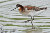 20100605 193 Wilsons Phalarope.jpg