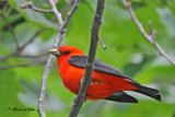 20100609 036 Scarlet Tanager.jpg