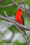 20100609 008 Scarlet Tanager.jpg