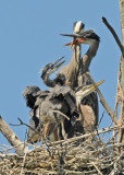 20100605 1660 Great Blue Herons.jpg