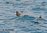 20100731 - 2 292 Atlantic Puffins SERIES.jpg