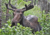 20100731 - 3 078 Moose 1c.jpg