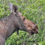 20100731 - 3 093 Moose 1c SERIES.jpg