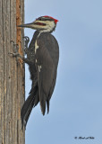 20100811 209 Pileated Woodpecker SERIES.jpg