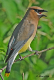 20100811 098 Cedarwaxwing.jpg