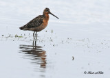 20100713 621 Short-billed Dowitcher.jpg
