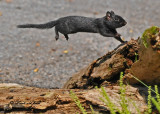 20100824 - 2 254 Black (melanistic) Chipmunk SERIES.jpg