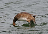 20100922 261 Redhead Duck.jpg