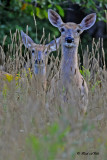 20100812 015 White-tailed Deer NX2 -2.jpg