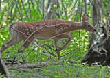 20100908 051, 057 White-tailed Deer SERIES.jpg