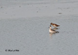 20100814 301 Red-necked Phalarope & Least Sandpiper xxx.jpg